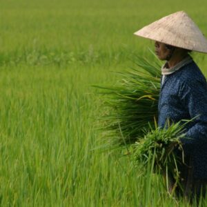 Incensi, Cham e il Mekong